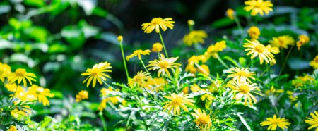 Téléchargez les photos : "cropped wide angle blurry shot of yellow flowers with soft blurry background" - en image libre de droit