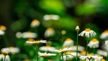 Téléchargez les photos : "horizontal full lenght blurry shot of white flowers with soft green blurry background" - en image libre de droit