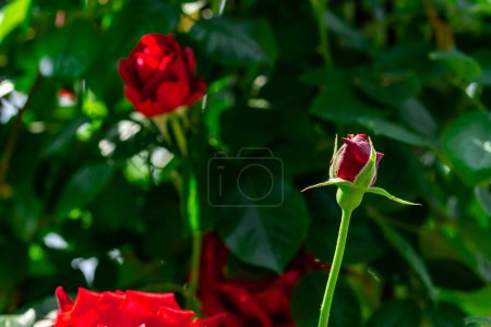 Téléchargez les photos : "Horizontal full lenght blurry shot of red rose flowers with soft  blurry green background" - en image libre de droit