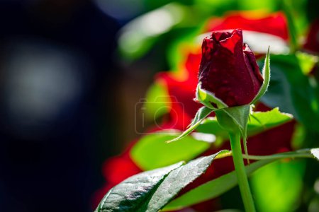 Foto de "Horizontal full lenght blurry shot of red rose flowers with soft  blurry green background" - Imagen libre de derechos