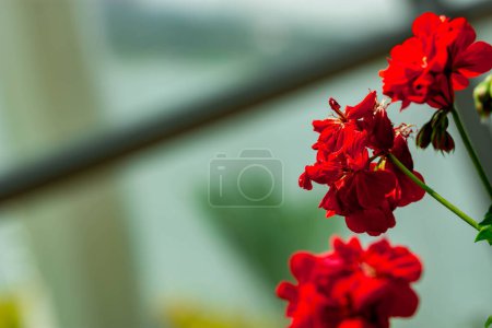 Foto de "plano borroso horizontal de longitud completa de flores rojas con fondo verde borroso suave" - Imagen libre de derechos