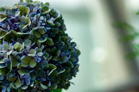 Foto de "plano borroso horizontal de longitud completa de flores blancas y azules con un fondo borroso suave" - Imagen libre de derechos