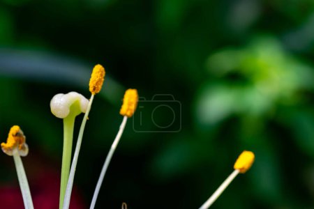 Foto de "Horizontal full lenght blurry shot of small yellow flowers with soft  blurry  background" - Imagen libre de derechos