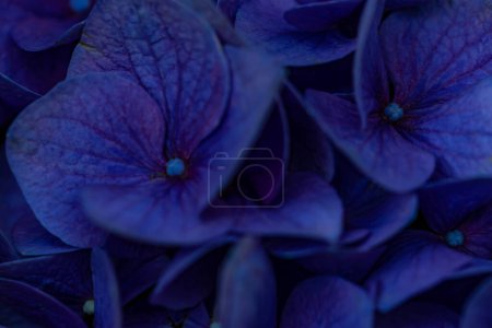 Téléchargez les photos : "Horizontal full lenght blurry shot of blue flowers  background" - en image libre de droit