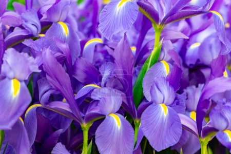Téléchargez les photos : Belles fleurs fleuries, fond floral - en image libre de droit