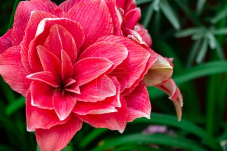 Téléchargez les photos : "horizontal full lenght closeup shot of red flowers  background" - en image libre de droit