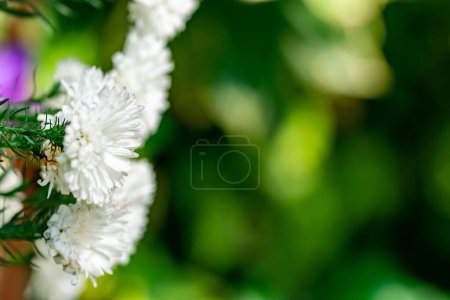 Photo for "horizontal full lenght closeup blurry shot of white flowers  background" - Royalty Free Image