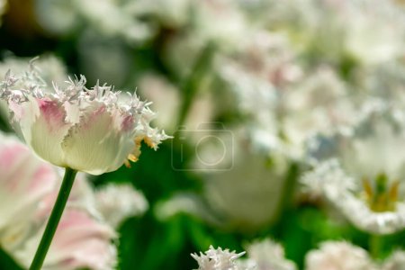 Téléchargez les photos : "Lit de fleurs blanches avec fond flou" - en image libre de droit