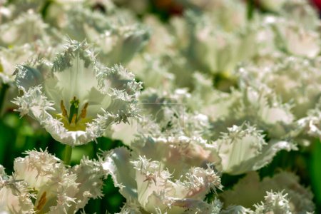 Téléchargez les photos : "Bed of white flowers with blurry background" - en image libre de droit