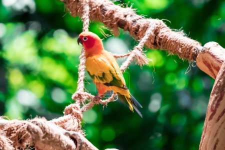 Téléchargez les photos : "Beau perroquet, Sun Conure sur branche d'arbre
" - en image libre de droit