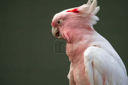 Téléchargez les photos : "Cacatoès du major Mitchell (Lophochroa leadbeateri), perroquet rose, souvent vu en Australie" - en image libre de droit