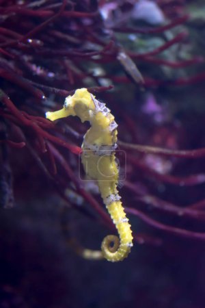 Téléchargez les photos : Photo floue d'un hippocampe bordée Hippocampus erectus dans un aquarium marin - en image libre de droit