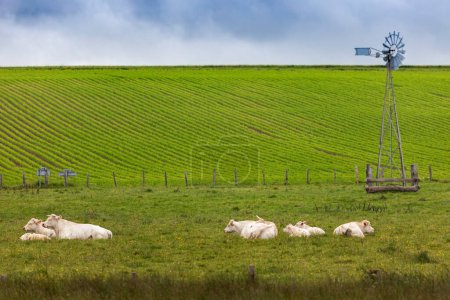 Photo for Cows livestock in nature, countryside landscape - Royalty Free Image