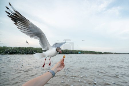 Foto de Gaviota volando para comer comida de la mano. - Imagen libre de derechos