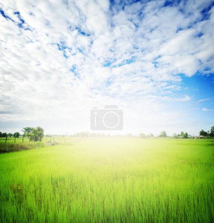 Foto de Arroz arrozal campo vista panorámica - Imagen libre de derechos