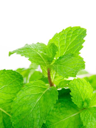 Photo for Isolate mint leaves close up - Royalty Free Image