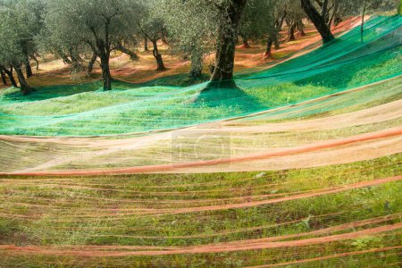 Foto de Hermoso jardín de olivos, cosecha de olivos - Imagen libre de derechos