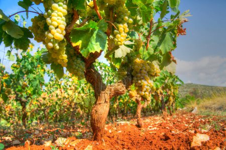 Téléchargez les photos : Rangées de raisins sur le vin - en image libre de droit