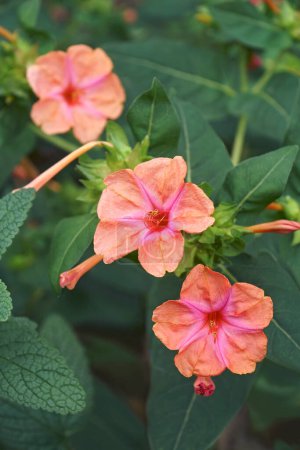 Photo for "Marvel of Peru (Mirabilis jalapa). Called Four o'clock flower also" - Royalty Free Image