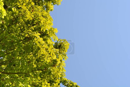 Photo for Green leaves of a tree in the garden - Royalty Free Image