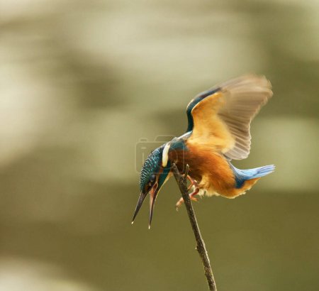 Téléchargez les photos : Portrait de bel oiseau - en image libre de droit