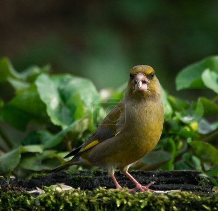 Téléchargez les photos : Portrait de bel oiseau - en image libre de droit