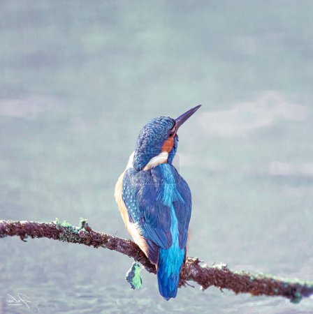 Foto de Retrato de hermoso pájaro - Imagen libre de derechos