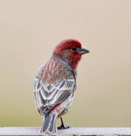 Photo for Portrait of beautiful bird - Royalty Free Image