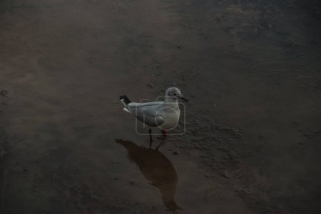 Téléchargez les photos : Voir les mouettes se promener dans l'eau - en image libre de droit