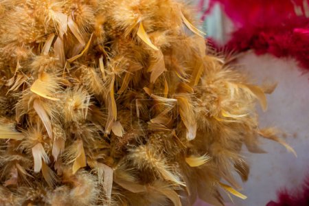 Téléchargez les photos : Belles plumes d'oiseaux à des fins décoratives - en image libre de droit