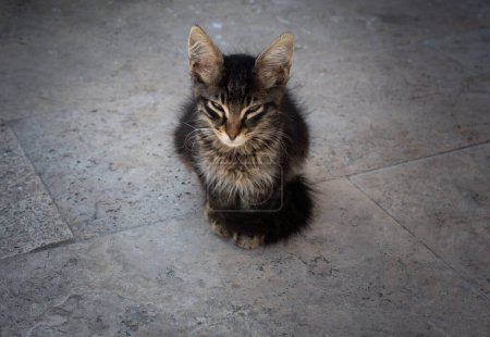 Téléchargez les photos : Portrait de mignon beau chaton comme animal domestique - en image libre de droit