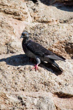 Téléchargez les photos : Pigeon seul assis sur le rocher - en image libre de droit