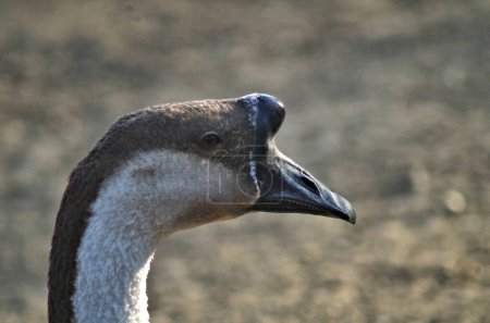 Téléchargez les photos : Portrait d'oie droite sur fond de nature - en image libre de droit