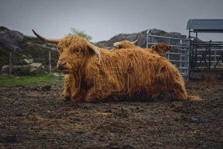 Photo for Highland cattle at farm - Royalty Free Image
