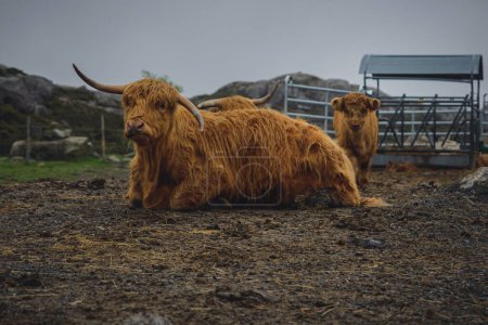 Photo for Highland cattle at farm - Royalty Free Image