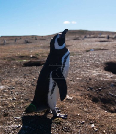 Téléchargez les photos : Chili photos de la faune vue de fond - en image libre de droit