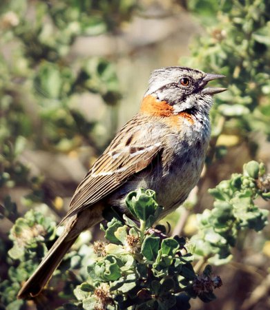 Foto de Vista de cerca del pájaro en hábitat natural - Imagen libre de derechos