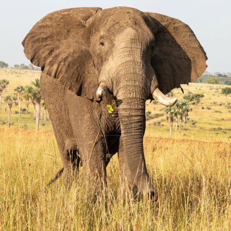 Photo for African elephant in Uganda - Royalty Free Image