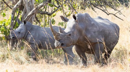 Téléchargez les photos : Grand Rhinocéros dans leur habitat naturel - en image libre de droit