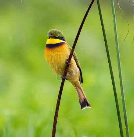 Photo for Beautiful bright bird on branch, Uganda - Royalty Free Image