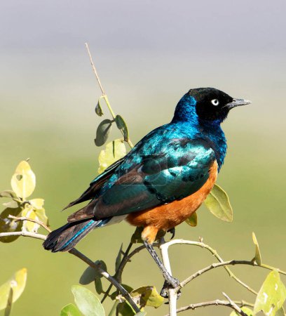 Photo for Beautiful bright bird on branch, Uganda - Royalty Free Image