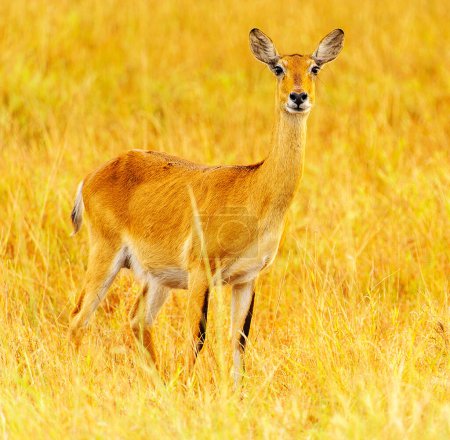 Photo for Deer on the field - Royalty Free Image