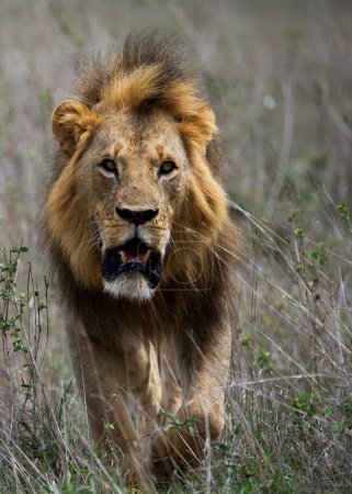 Photo for Lion in Uganda national park - Royalty Free Image
