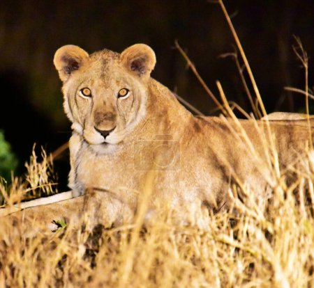 Foto de Leona en el parque nacional de Uganda - Imagen libre de derechos
