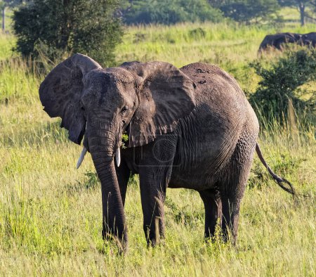 Téléchargez les photos : Éléphant d'Afrique en Ouganda - en image libre de droit