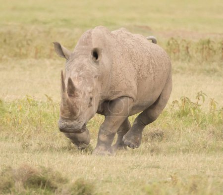 Téléchargez les photos : Grand Rhinocéros dans leur habitat naturel - en image libre de droit