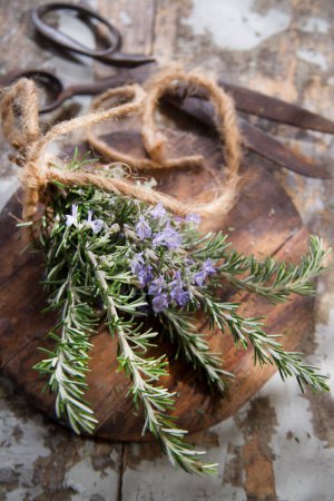 Photo for Rosemary Herbs and Medicinal herbs. Organic healing herbs - Royalty Free Image
