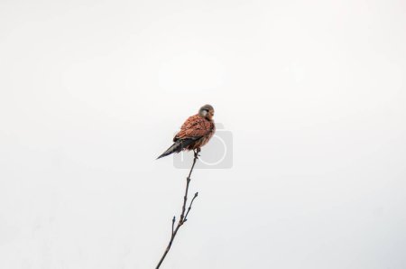 Photo for Kestrel watches nature and looks for prey - Royalty Free Image