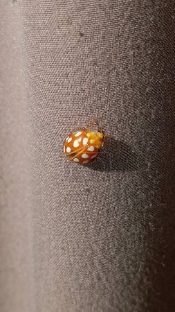 Foto de "Ladybug amarillo en la naturaleza en Siberia, Ladybug escarabajos. Calvia quatuordecimguttata." - Imagen libre de derechos