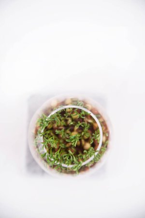 Photo for The Small lentil sprouts - Royalty Free Image
